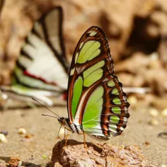 دریاب که ایام گل و صبح جوانی