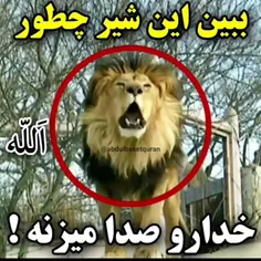 یک شیر چطور نام الله (پروردگار) جهانیان را صدا می‌زند.
