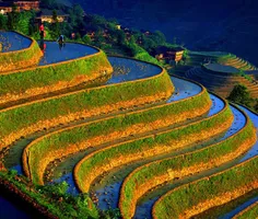 مزارع برنج