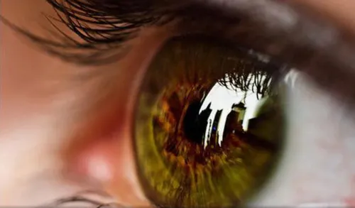 قرنیه چشم تنها عضو بدن است که هیچ مویرگ خونی ندارد، یعنی 
