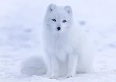 جالبه که بدونید روباه قطبی می تواند دمای 70- درجه سانتیگر