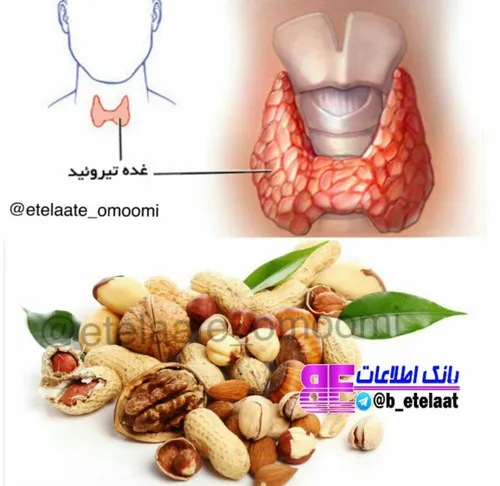 منیزیم برای عملکرد خوب تیروئید لازم است