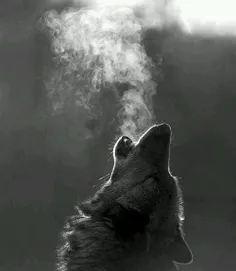 I like wolf