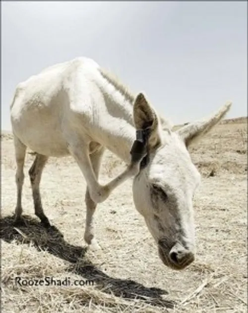 الو الو الو. داداش صدا میود الوووو داداش اگه صدا میود بوگ