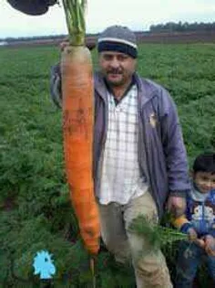 بزرگترین هویج دنیا.130 سانتی متر