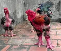 «دونگ تائو» نام نژادی عجیب و غریب از مرغ است که در ویتنام
