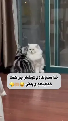 عجب سیلی محکمی زد 😁😁