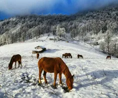 طبیعت زیبای زمستانی ارتفاعات #رامسر