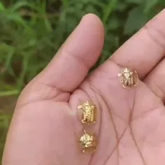 سوسک لاک پشت طلایی golden tortoise beetle، گونه‌ای از سوس