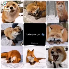 روباه کوچولوم🥺