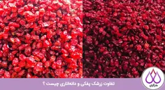 چه تفاوتی میان زرشک پفکی و زرشک دانه اناری وجود دارد؟