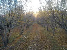 پاییز.  باغ سیب