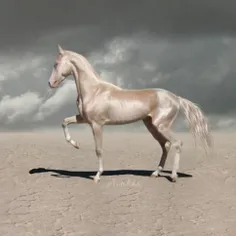 گران ترین و زیبا ترین اسب جهان،واقعا زیباست
