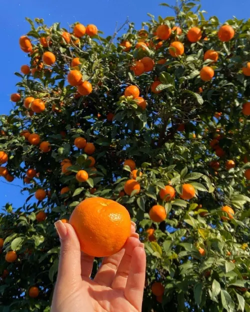 تو مثل بوی خوش پرتقال تو باغ های