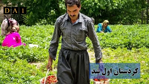 کردستان رتبه نخست کشاورزی قراردادی کشور را کسب کرد
