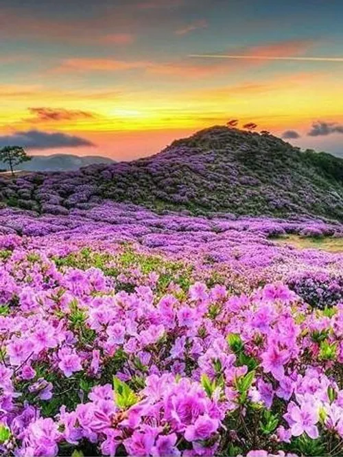 طبیعت زیبا گل زیبا ،