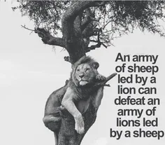یه ارتش گوسفند که توسط یه شیر رهبری میشه، میتونه یه ارتش 