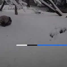 برف بازی توله پاندا در باغ‌ وحشی در واشنگتن😄😍




