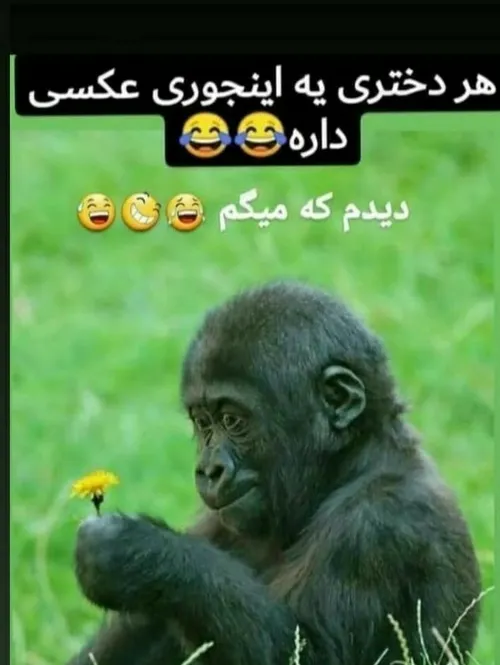 اقای چت