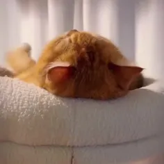 ❤#cat