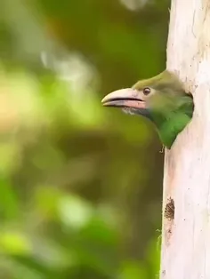 توکانت با دم سرخ (Crimson-rumped toucanet) پرنده‌ای از خا