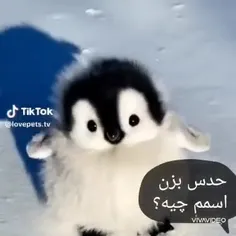 🐣هرکی اسمم رو گفت جایزه داره...🐣