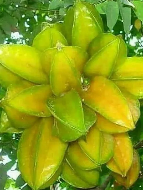 خوراکی میوه ها ،