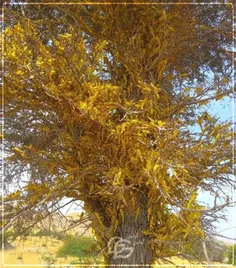 درختی که مورد هجوم ملخ قرار گرفته