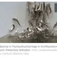 🌍‏صاحب استخر پرورش ماهی در زارلند/آلمان دیده ماهی‌ها می‌ر
