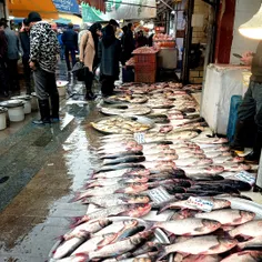 رشت زیبا ،میدون شهرداری..بازار ماهی فروشان 🐟