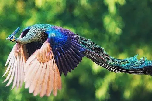 طاووس در زمان پرواز به این شکل است