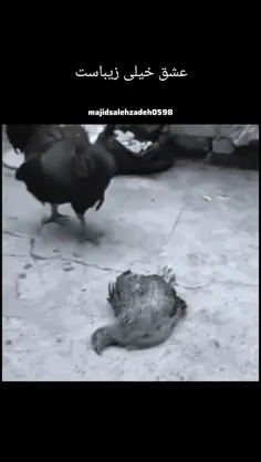 عشق خالص مرهم هر درد هست... 