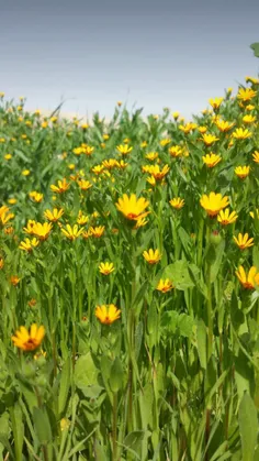 جایی داداش خالی بود😌  