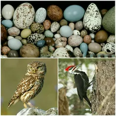 علت اینکه تخم پرندگان شکلهای گوناگون دارد، به نوع پرواز آ
