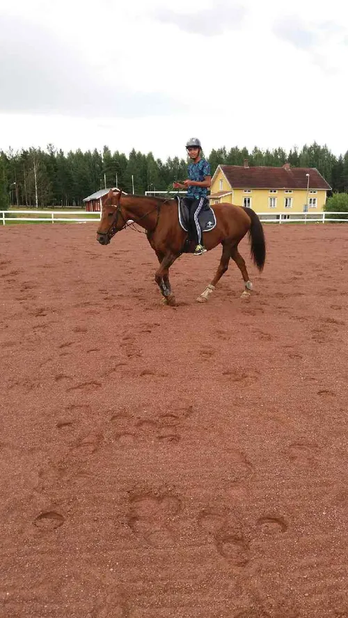 اموزش اسب سواری در کشور سوئد شهر مورا