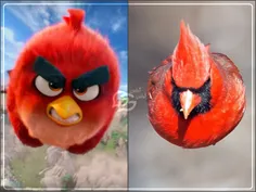 پرنده خشمگین  یا "Angry bird" واقعی !