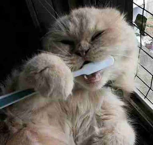 یک گربه ای ملوس در حین مسواک زدن