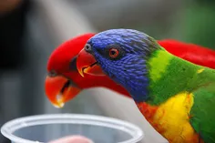 پرندگان و هارمونی رنگها