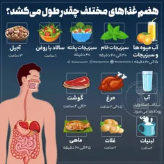 ⭕️ هضم غذاهای مختلف چقدر طول می‌کشد؟