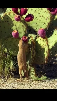 سنجاب‌های چیپمنک Chipmunks بخشی از خانواده سنجاب‌ها هستند