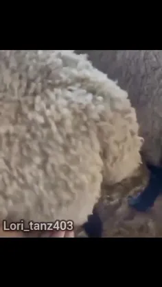واکنش گوسفندااا😂😂😂😂😂😂