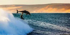موج سواری با دلفین