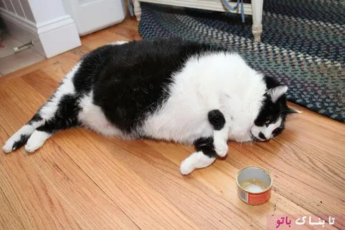 🔻 گربه چاق
