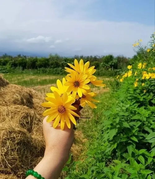 به سامانم نمی کوشی به تن رختم نمی پوشی