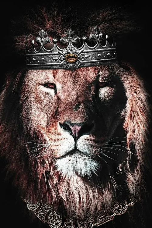 lion king lion king