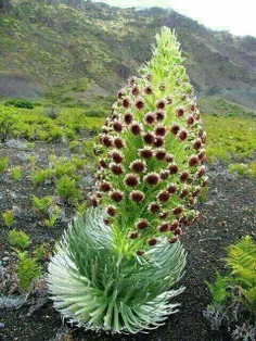 این#گل بسیار زیبا در#بلوچستان میروید، در زبان بلوچی به آن