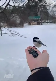 حرکت فوق العاده زیبای این پرنده باهوش رو ببینید 😍😍