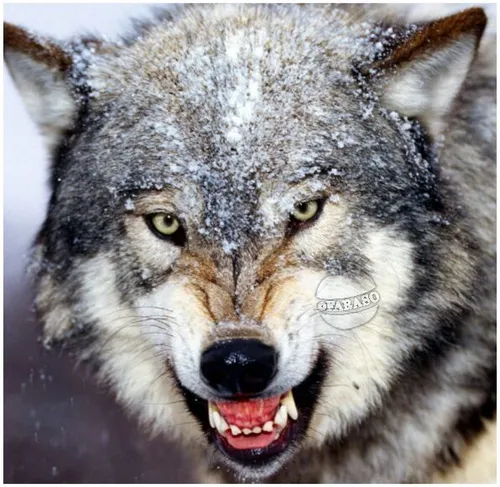گرگ ها میتوانند از فاصله یک ونیم کیلومتری بو طعمه را تشخی