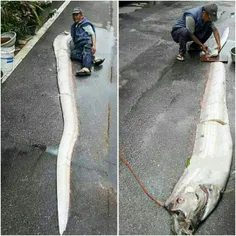 شکار ماهی 5 متری در تایوان