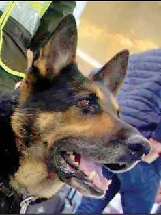 این سگ از نژاد ژرمن‌شپرد تا به حال موجب دستگیری 200قاچاقچ